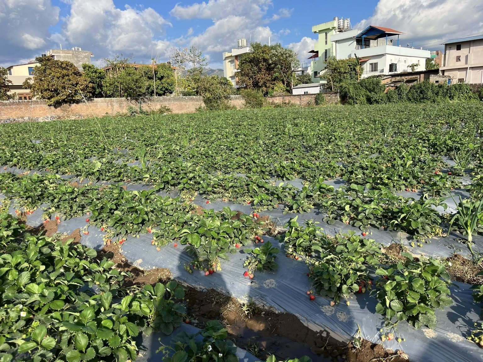 दाङको झिँगौरामा फष्टायो स्ट्रबेरी पर्यटन
